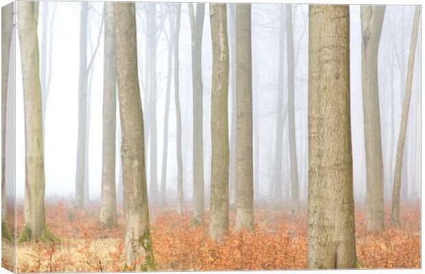 Forest in Autumn Mist Canvas Print by Arterra 