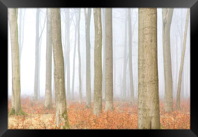 Forest in Autumn Mist Framed Print by Arterra 