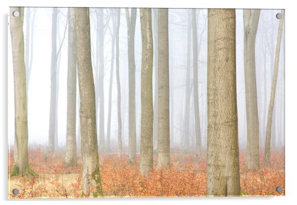 Forest in Autumn Mist Acrylic by Arterra 