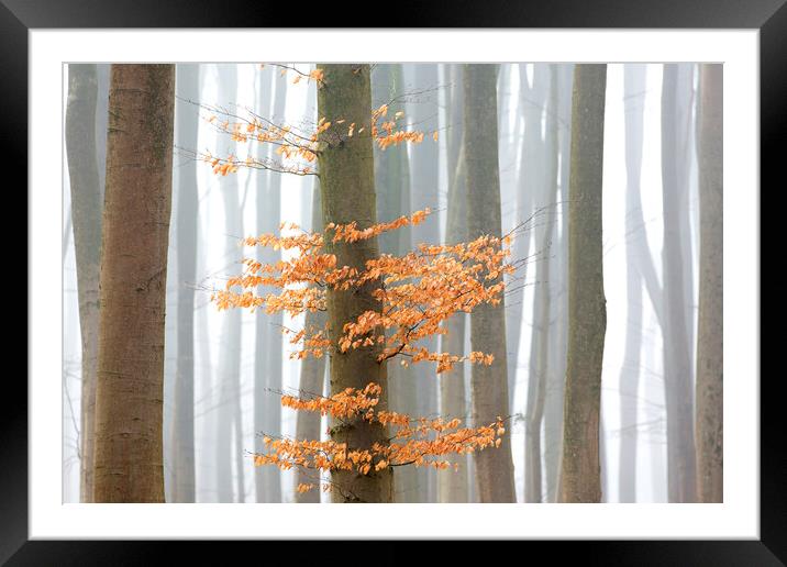 Autumn Woodland Framed Mounted Print by Arterra 