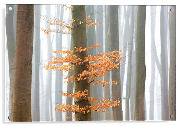 Autumn Woodland Acrylic by Arterra 