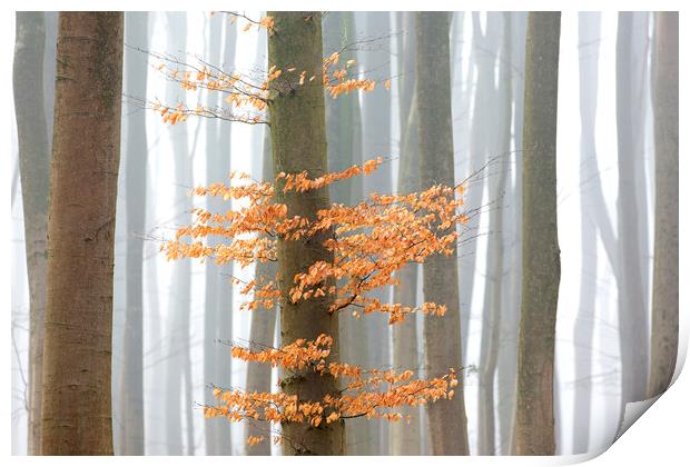Autumn Woodland Print by Arterra 