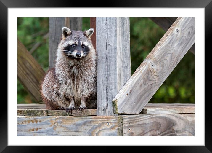 Raccoon on Bridge Framed Mounted Print by Arterra 