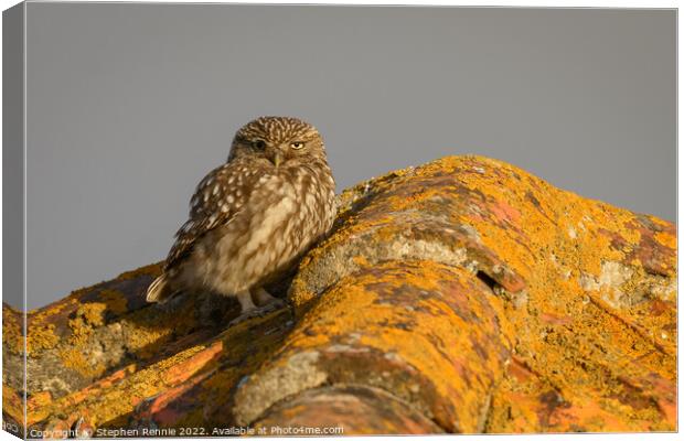 Little owl Athene noctua on rooftop Canvas Print by Stephen Rennie