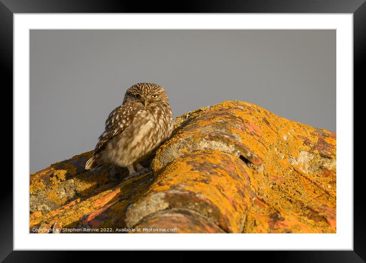Little owl Athene noctua on rooftop Framed Mounted Print by Stephen Rennie