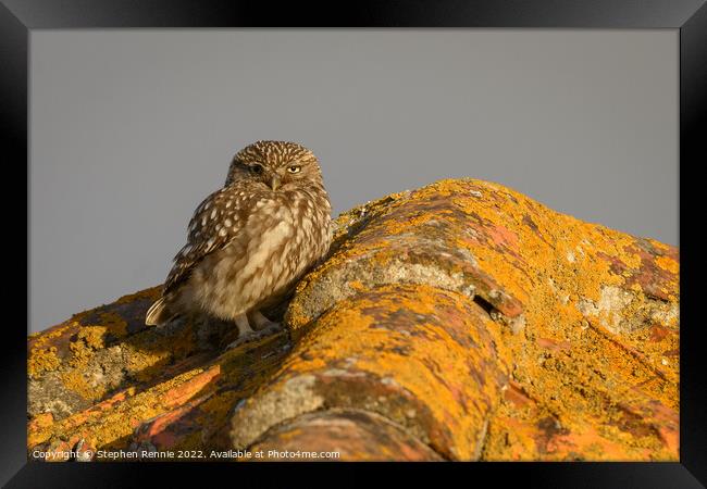 Little owl Athene noctua on rooftop Framed Print by Stephen Rennie