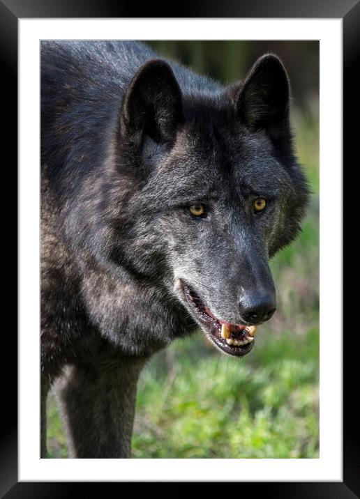 Mackenzie Valley Wolf Framed Mounted Print by Arterra 