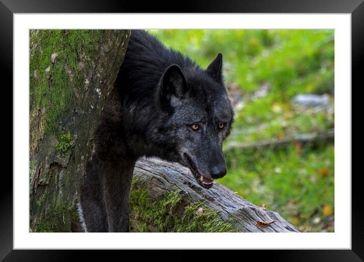 Black Wolf Framed Mounted Print by Arterra 