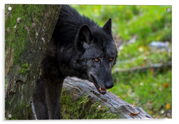 Black Wolf Acrylic by Arterra 