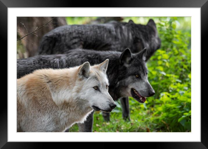 Alaskan Timber Wolves Framed Mounted Print by Arterra 