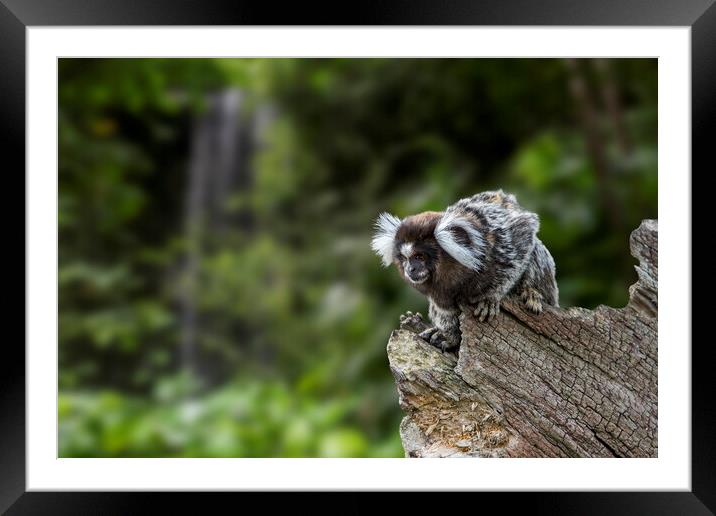 Marmoset Monkey in Rain Forest Framed Mounted Print by Arterra 
