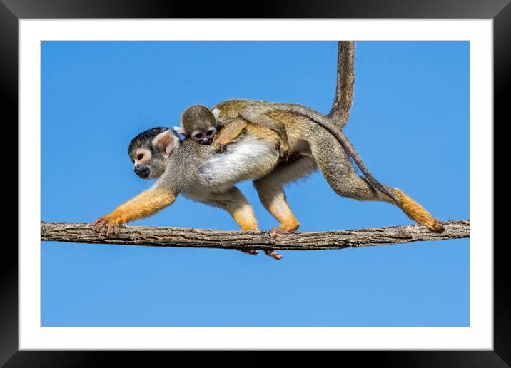 Squirrel Monkey with Baby Framed Mounted Print by Arterra 