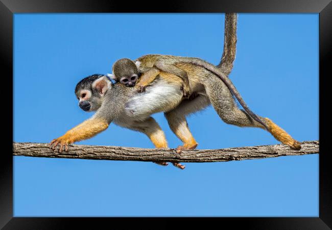 Squirrel Monkey with Baby Framed Print by Arterra 