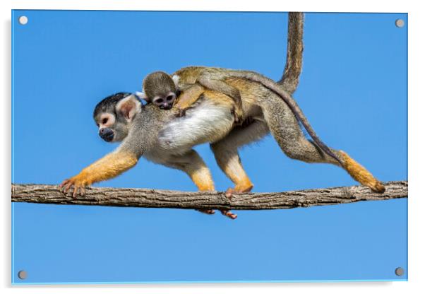 Squirrel Monkey with Baby Acrylic by Arterra 