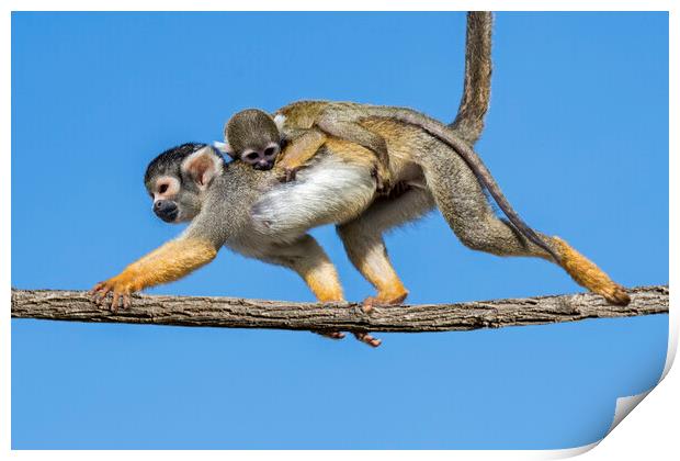 Squirrel Monkey with Baby Print by Arterra 