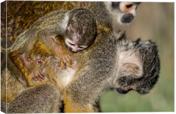 Squirrel Monkey with Baby on its Back Canvas Print by Arterra 