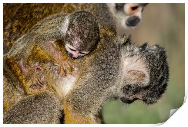 Squirrel Monkey with Baby on its Back Print by Arterra 