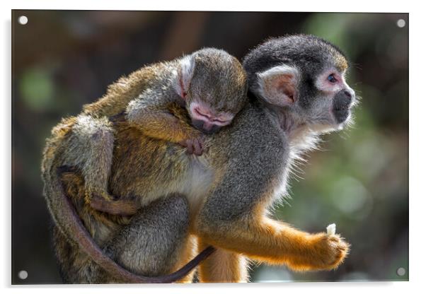 Peruvian Squirrel Monkey with Young Acrylic by Arterra 