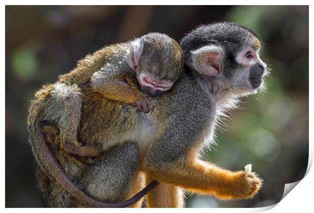 Peruvian Squirrel Monkey with Young Print by Arterra 