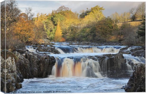 Low Force and the River Tees in Autumn, Teesdale, UK Canvas Print by David Forster