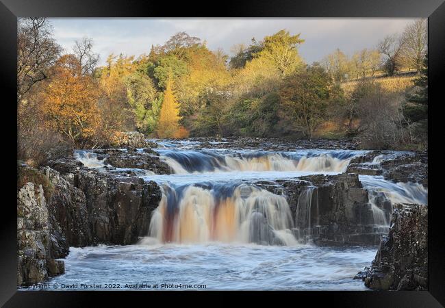 Low Force and the River Tees in Autumn, Teesdale, UK Framed Print by David Forster
