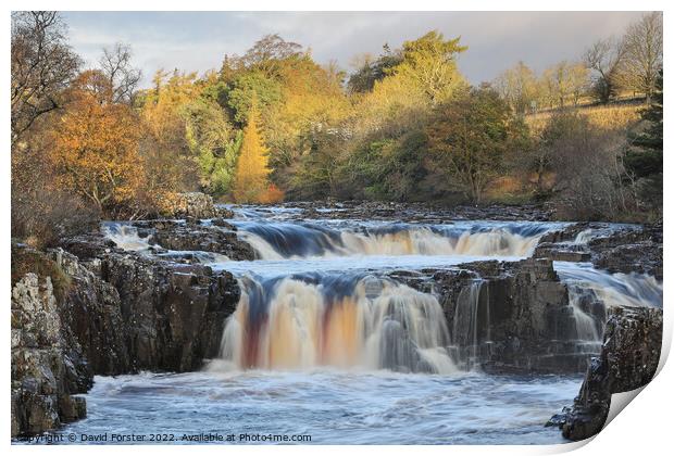 Low Force and the River Tees in Autumn, Teesdale, UK Print by David Forster