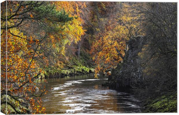 The Tree Lined Banks of the River Tees Viewed from Wynch Bridge  Canvas Print by David Forster