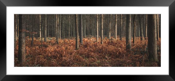 Woods in Autumn Framed Mounted Print by Mark Jones
