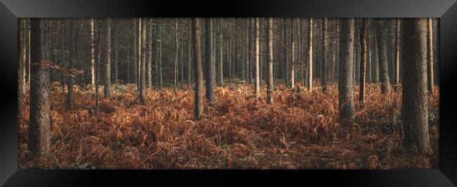 Woods in Autumn Framed Print by Mark Jones