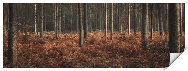 Woods in Autumn Print by Mark Jones