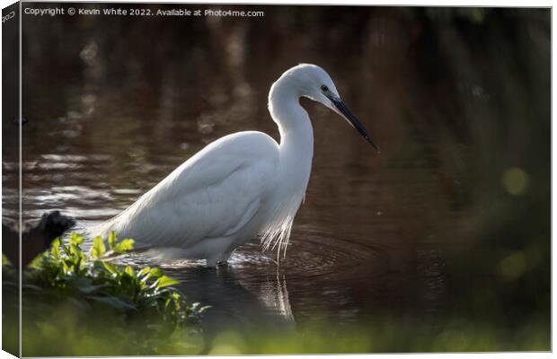 Egret in search of food Canvas Print by Kevin White