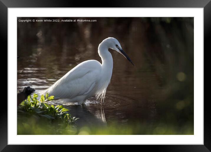 Egret in search of food Framed Mounted Print by Kevin White