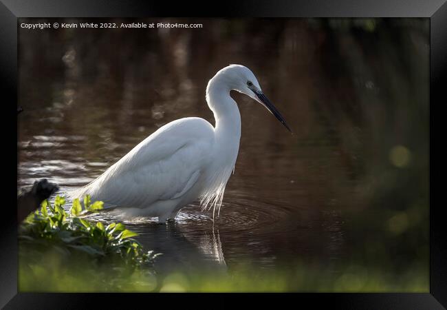 Egret in search of food Framed Print by Kevin White