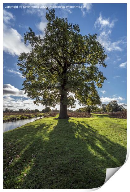 Under the shadow of the Oak Print by Kevin White