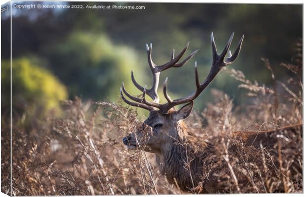 Red deer stag hiding in the bush Canvas Print by Kevin White