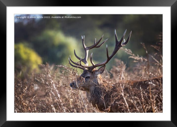 Red deer stag hiding in the bush Framed Mounted Print by Kevin White