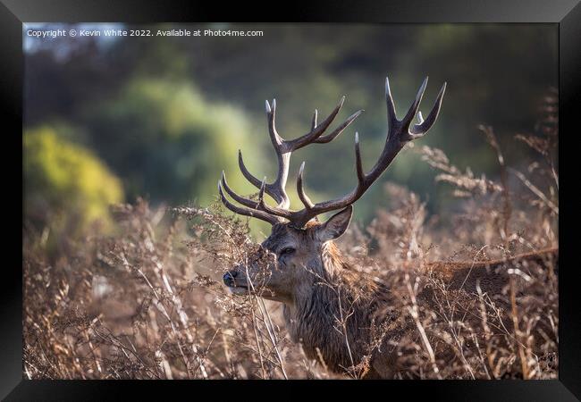 Red deer stag hiding in the bush Framed Print by Kevin White