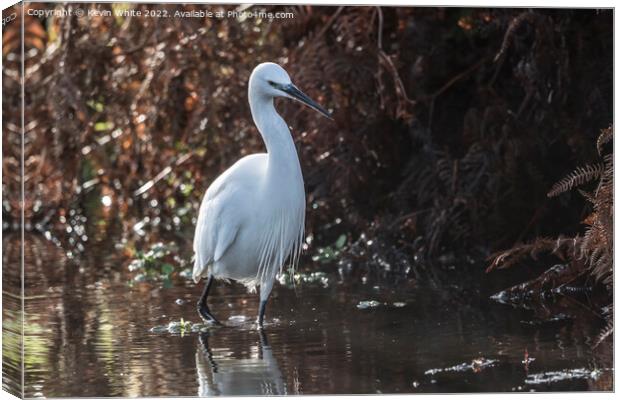 Egret wading through shallow water Canvas Print by Kevin White