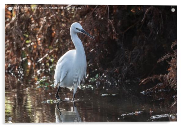 Egret wading through shallow water Acrylic by Kevin White