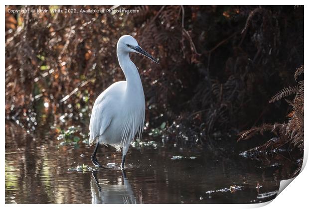 Egret wading through shallow water Print by Kevin White