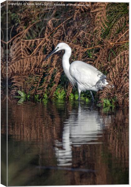 Egret looking for his morning breakfast Canvas Print by Kevin White
