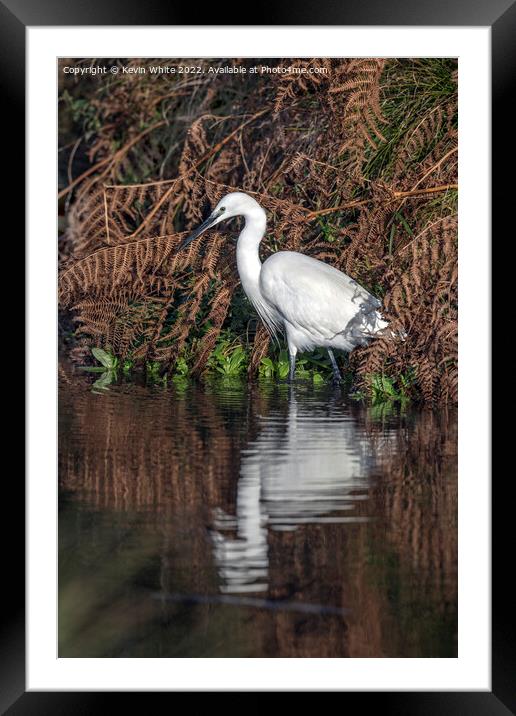 Egret looking for his morning breakfast Framed Mounted Print by Kevin White