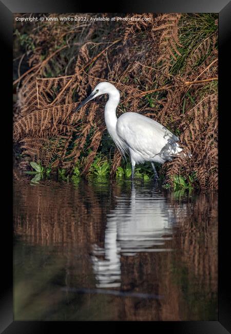 Egret looking for his morning breakfast Framed Print by Kevin White