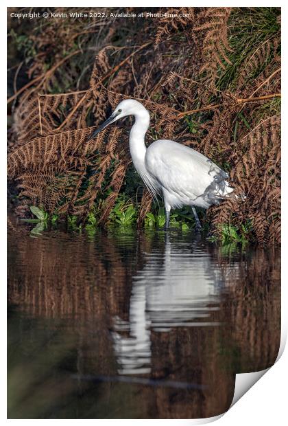 Egret looking for his morning breakfast Print by Kevin White