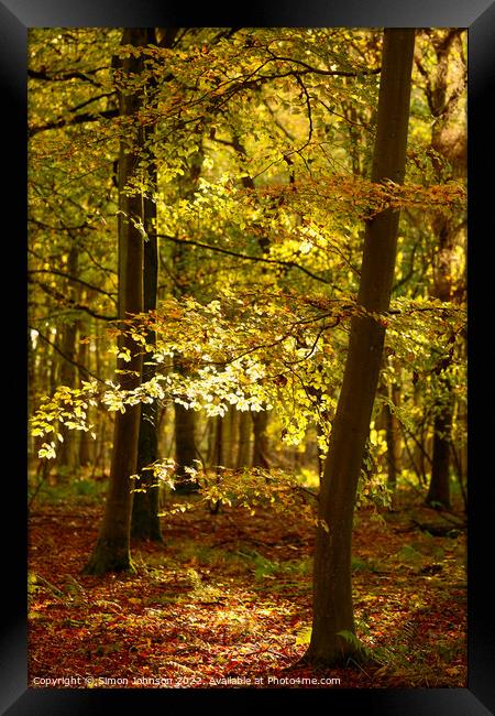 Autumn woodland  Framed Print by Simon Johnson