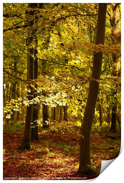 Autumn woodland  Print by Simon Johnson