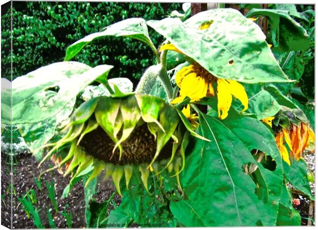 Dying Sunflowers Canvas Print by Stephanie Moore
