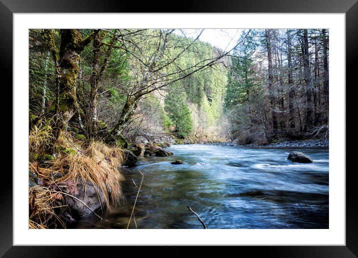 The South Fork of the McKenzie River Framed Mounted Print by Belinda Greb