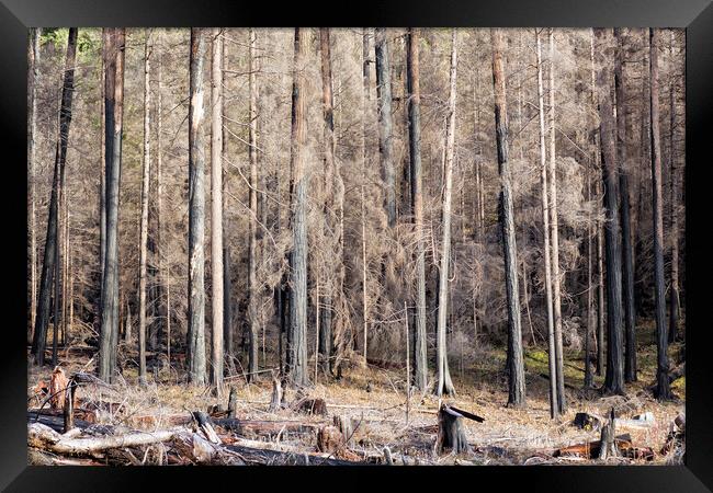 Ravaged - Start of French Pete Creek Trail Framed Print by Belinda Greb