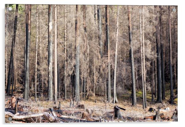 Ravaged - Start of French Pete Creek Trail Acrylic by Belinda Greb